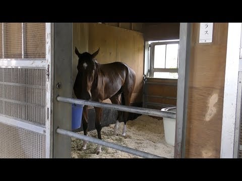 【紫苑Ｓ】サラス・西村真幸調教師　覚醒の時きたる