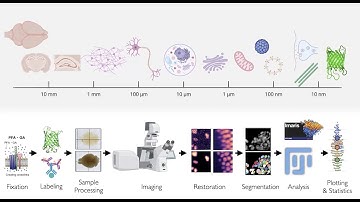 Introduction to Biomedical Imaging 2024