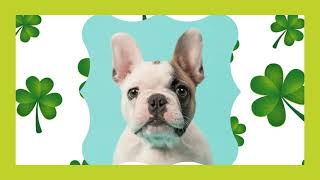 These Puppies Will Shamrock Your World 🍀 by Everything Puppies 15,829 views 4 years ago 16 seconds