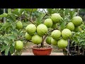 Great Technique Propagate rose from cuttings very fast with Coca Cola