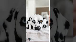 6 Things You Must Know Before Getting a Dalmatian 🐾 | #DalmatianCare #DogTips #PetAdvice