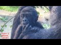 Baby gorilla  kunda may 9th         gorillas