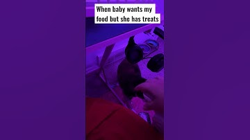 When baby wants food | #cats #catlovers #catvideos #catshorts #weirdcats #catnip #playfulcats