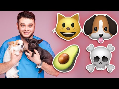 Чем НЕЛЬЗЯ КОРМИТЬ кошек и собак? Продукты, ЗАПРЕЩЕННЫЕ для ваших питомцев