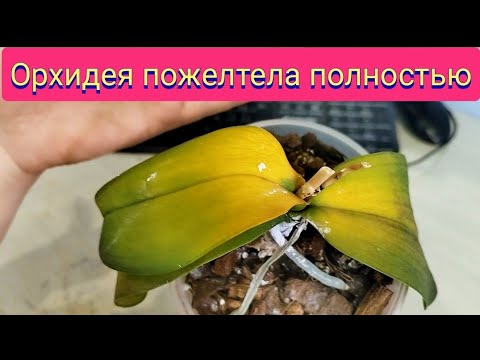 Орхидея ПОЖЕЛТЕЛА полностью, что можно сделать в этом случае? Yellow leaves of an orchid