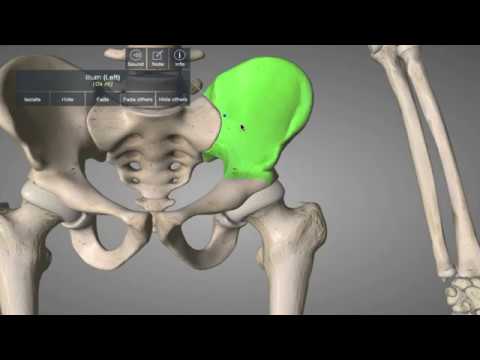 Video: Mannelijke Bekkenbeenderen Anatomie, Diagram En Functie - Lichaamskaarten