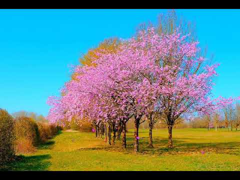 SPRING BEAUTIFUL ANIMATED BACKGROUNDS DOWNLOAD FREE ANIMATED ...