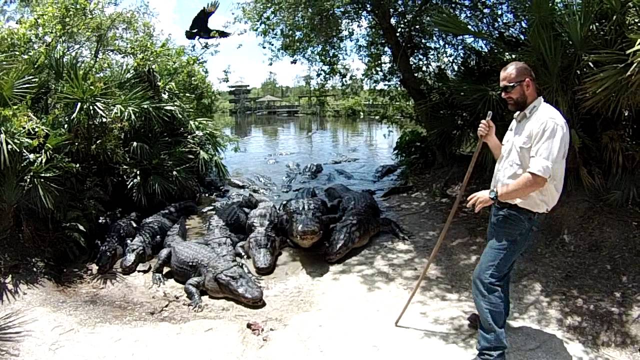 Gatorland, Orlando - Feeding the gators - YouTube