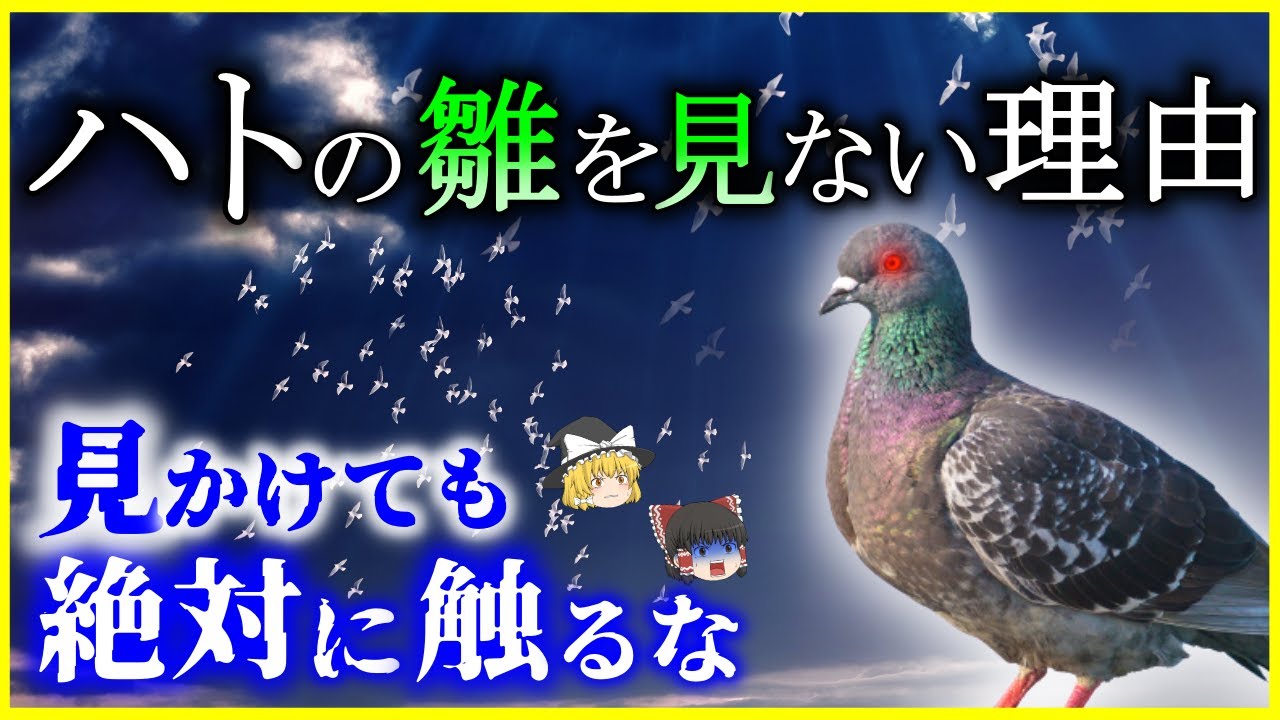 ゆっくり解説 鳩の子供は何故見かけない ハト の生態の謎を解説 歩きながら首を振る理由は 平和の象徴 誰が広めた Youtube