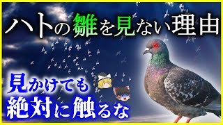 【ゆっくり解説】鳩の子供は何故見かけない「ハト」の生態の謎を解説/歩きながら首を振る理由は平和の象徴誰が広めた