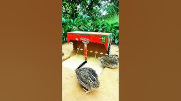 Create DIY Quail Trap #Quail Trap #shortsSimple Quail Trap Using Cardboard Box #shorts