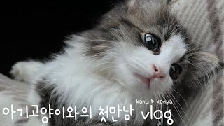 노르웨이숲 아기 고양이와의 첫만남 vlog