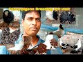 Fancy pigeon breeding loft visit of uttam vaiya in india  fancy kabootar ka breeding loft visit