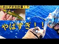 80kg over!?ゼスタチャフがジギングで釣れすぎ！スロー？ワンピッチで十分！【小笠原 聟島列島 ケータ】slow pitch amberjack dog tooth tuna Jigging