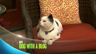 "Cat With A Blog" Sneak Peek | Dog With A Blog