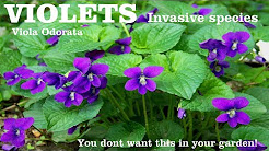 ⟹ COMMON VIOLET | Viola odorata | This plant can reap havoc in your garden here's why!