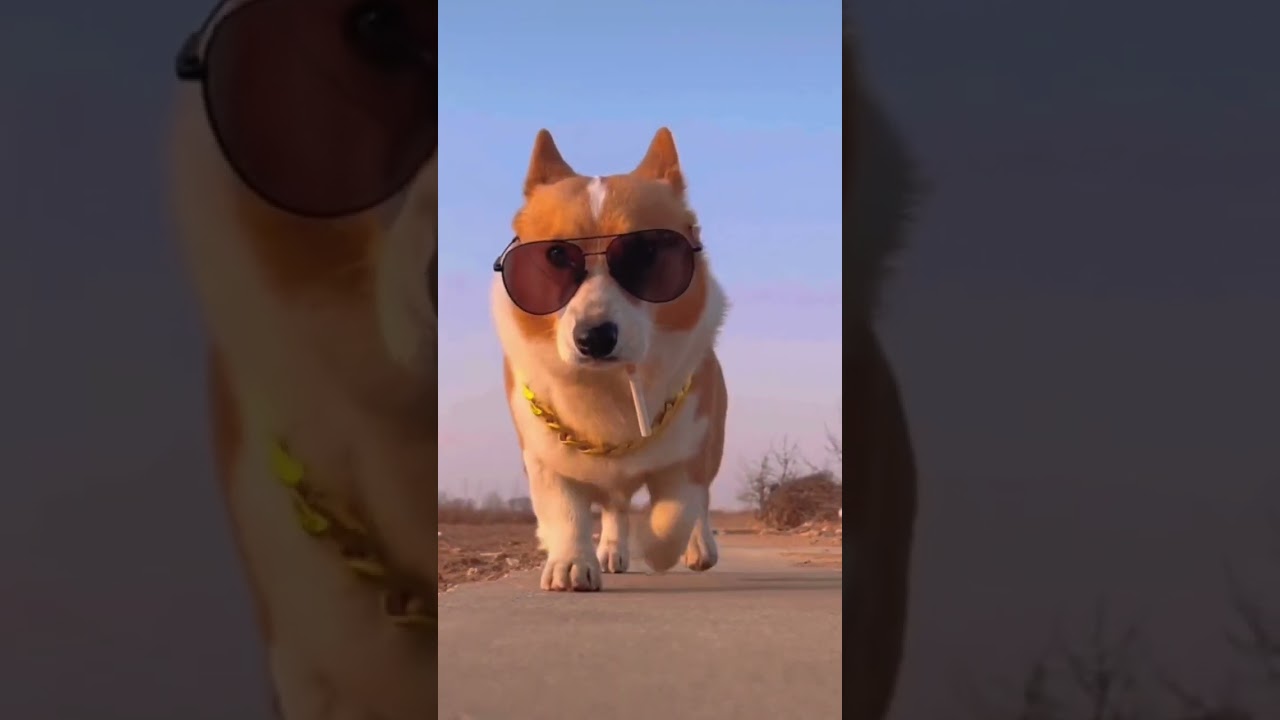 🔥😱🔥funny dog 🔥😱🔥 #shorts