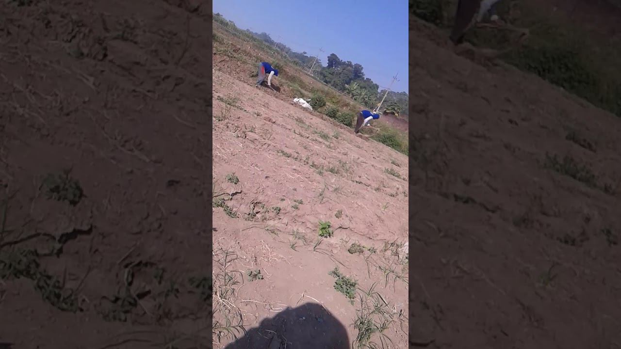Cara penanaman bawang sayur 