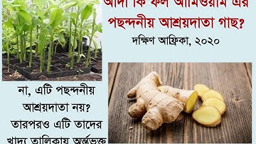 FAW Training Video 8: Biological keys & Fall Armyworm Management (Bangla)