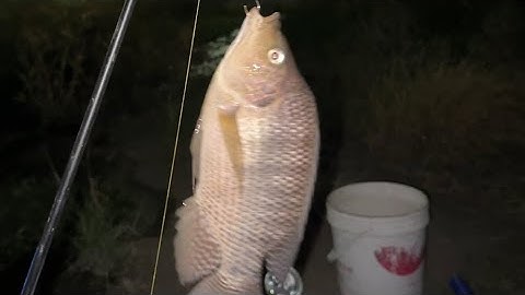 Câu cá sông buổi tối gặp toàn rô phi to khủng/cẩm anh hhb