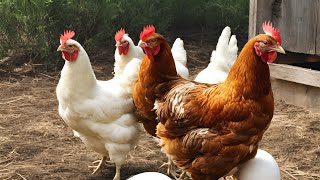 Over One Hour Of Backyard Chickens Continuous Footage. Hens Clucking! For Dogs and Cats to Relax To