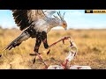 A Deadly Encounter: Secretary Bird vs White Cobra Battle!