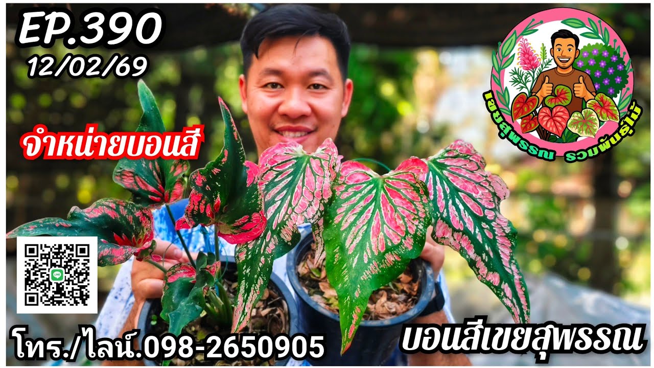 🪅คลิปใหม่🪅บอนสีเขยสุพรรณ🪅จำหน่ายบอนสีราคาถูก🪅