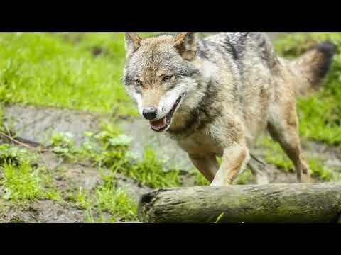 DNA test confirms animal killed in NY was wolf, not coyote