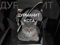 #контент #якушевскийнлп #милота #животное #жизнь #котики #питомцы #дорога #юмор #видео #топ #любовь
