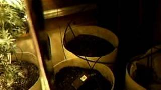 tbones grow room after upgrade