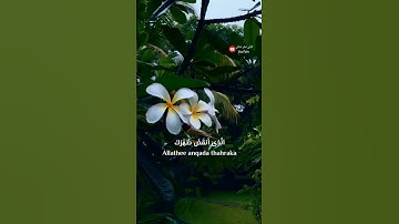 سورة الم نشرح لك صدرك راحه نفسيه🎧🕊️أجمل حالات واتس تلاوه خاشعه مؤثره 𝙌𝙪𝙧𝙖𝙣 𝙎𝙩𝙖𝙩𝙪𝙨❤