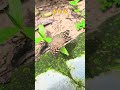 A butterfly find the food #cat #lifeisbutadream #funny #cute #ihavethisthingwithplants