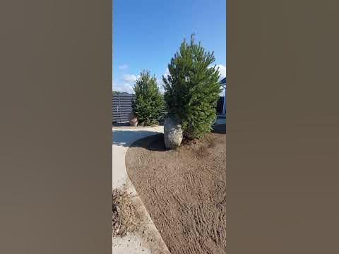 Подготовка почвы перед укладки рулоного газона #лендачи #каркасныйдом # ...