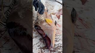 Cleaning a Bahamas Hogfish
Cleaning a Bahamas Hogfish Cleaning a Bahamas Hogfish