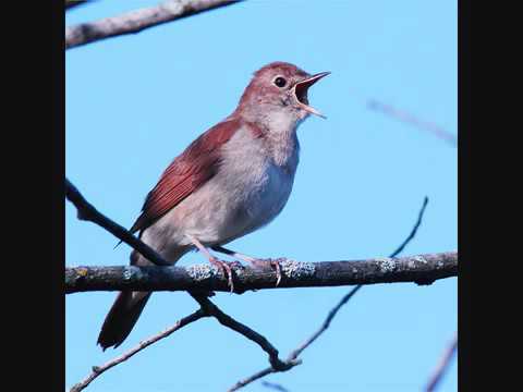 Video: Cum Se Mișcă Păsările