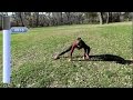 12 Minute Dynamic Warm Up Routine Follow Along