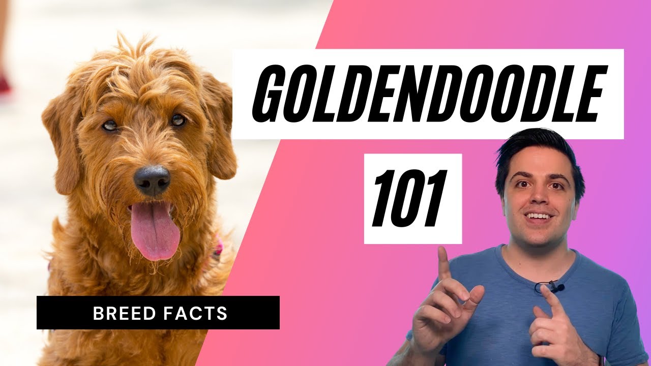 11 Facts About the Goldendoodle