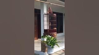 Branjangan javanika HL nembak cililin sambung LB