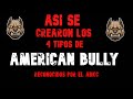 Así fue la creación de los 4 tipos de American Bully reconocidos por el ABKC*