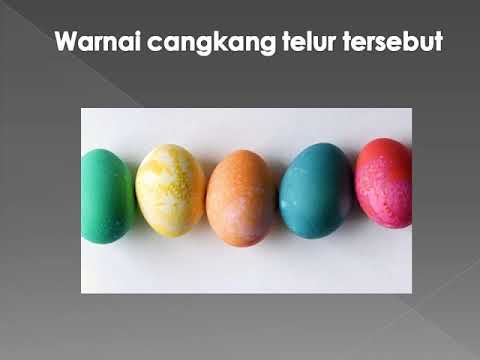 MEMBUAT BINGKAI  FOTO DARI KULIT  TELUR  YouTube