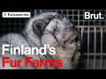 Inside Finland's Fur Farms