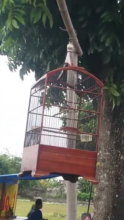 glatik rasa ciblek jogja andika wahyu colektions