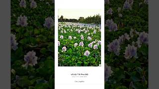 Shot on Vivo 10x telephoto zoom stage 📲👀 || Tips and Tricks || #explore #nature #ytshorts #viral