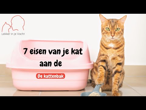 Video: Kat mist de kattenbak? Het kan de schuld zijn van je andere katachtigen