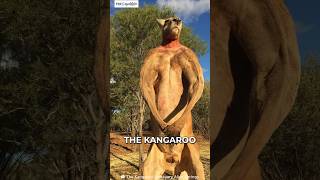 Kangaroo | Kickboxer Champion of The Animal #shorts #animals #kangaroo