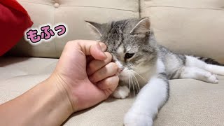 スリスリが激しすぎる甘えんぼ猫の顔面にグーパンチをお見舞い…