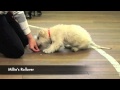 Puppy School 1 Puppy School 1