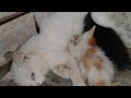 Nursing Cat Feeding Milk To Lost Hungry Kitten Who Is Thankful For Adoption Her