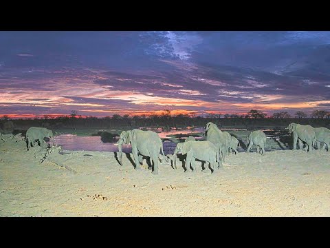 Hideaways Camp Kuzuma African Watering Hole Live – Chobe, Botswana — Chobe, Chobe live camera thumbnail