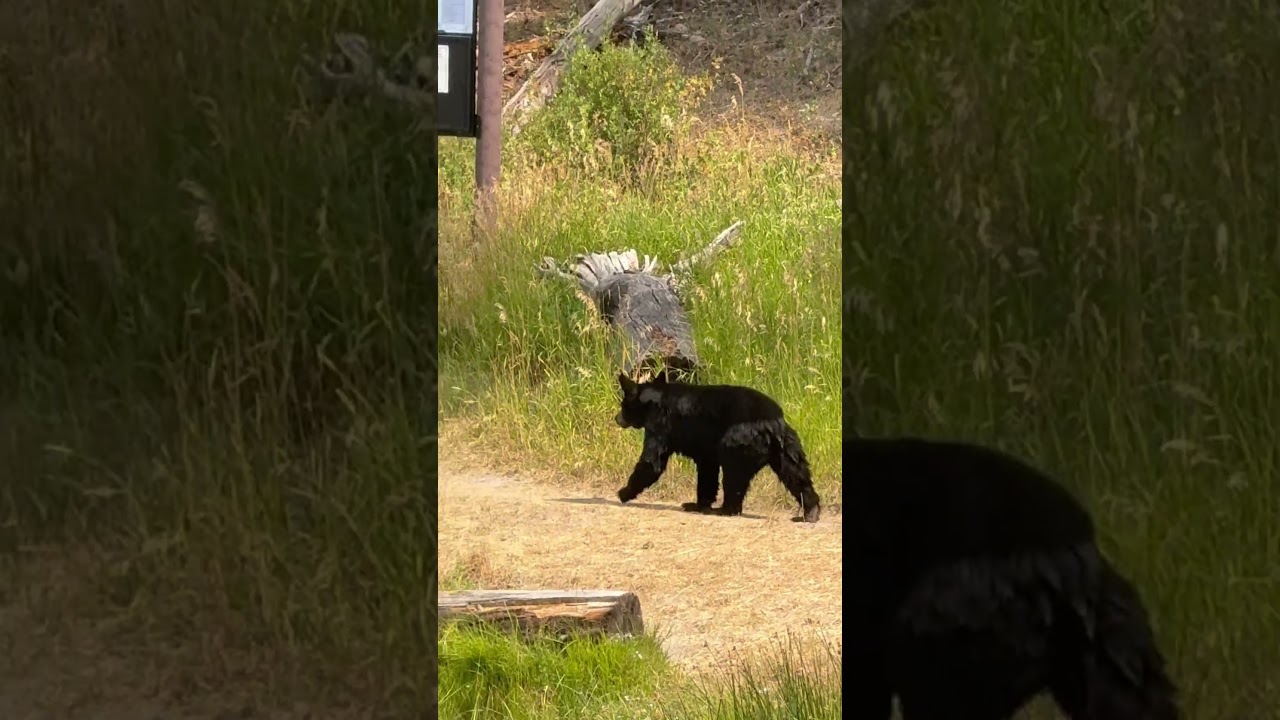 Black bear taking a stroll #blackbear #wyoming #montana #yellowstone #bear #nature #subscribe